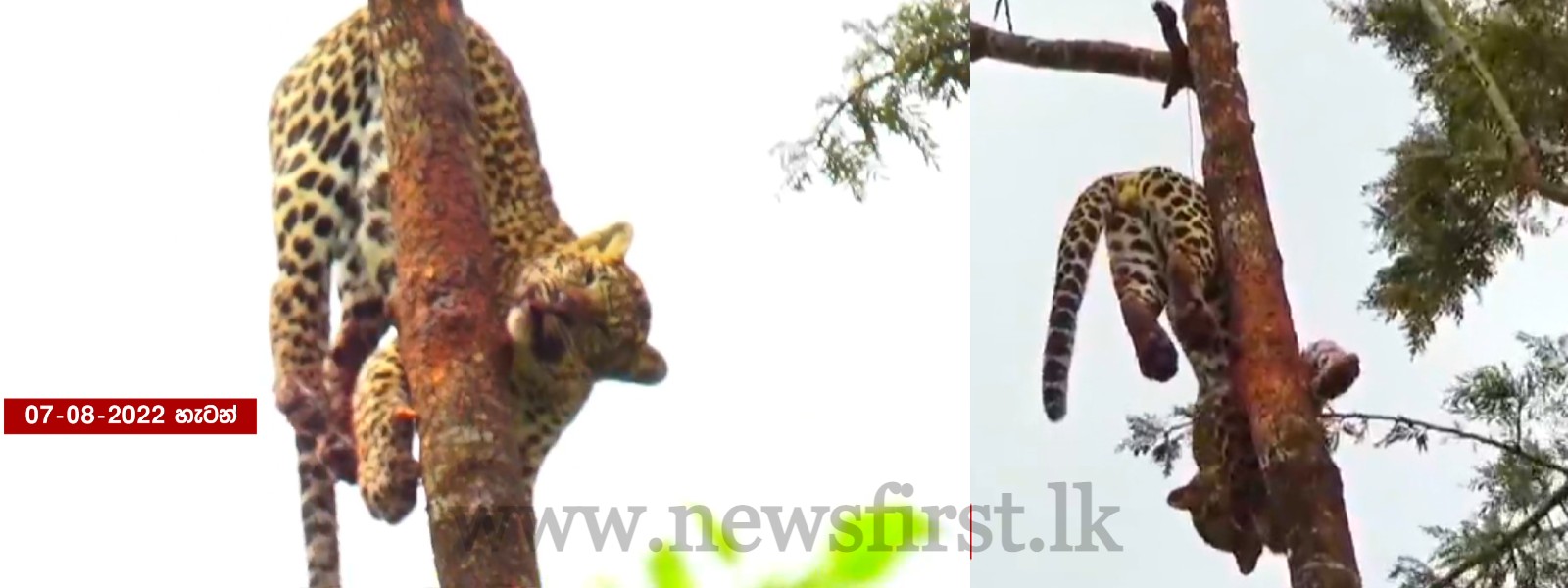 Sri Lanka Investigates death of Leopard trapped in a snare